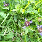 Ground flora including Self heal