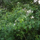 Briar rose in old hedgerow