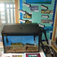 Salmon in the Classroom project has been going for 5 years - each year a different primary school in the Esk Valley gets to raise Salmon from eggs and then release the fry into the River nearby.