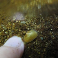 Young Freshwater pearl mussel at the FBA Captive Breeding Facility.
