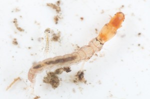 Jon Sullivan, Midge larvae - from Flickr.com