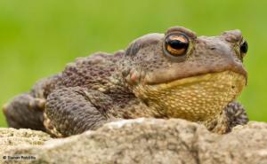 Common toad (Bufo bufo) - by Steve Ratcliffe, from BBC website http://www.bbc.co.uk/nature/life/Common_Toad