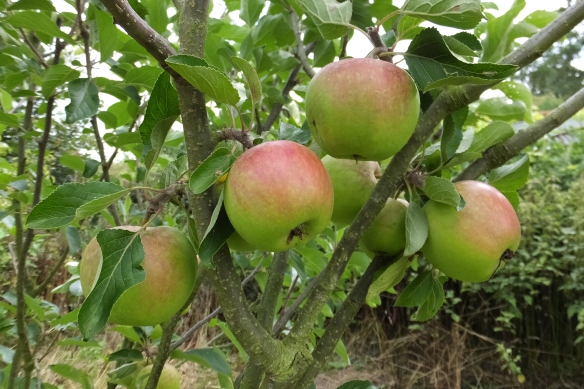 Apples - Orchards of Husthwaite