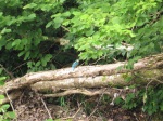 Kingfisher - not the best photo but I was pleased you can tell what it is!! Copright Alex Cripps, NYMNPA.