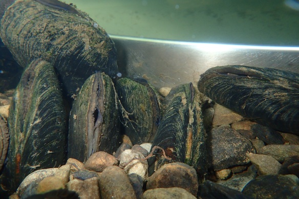 Recently translocated mussels from the Esk now at the FBA Facility - copyright FBA