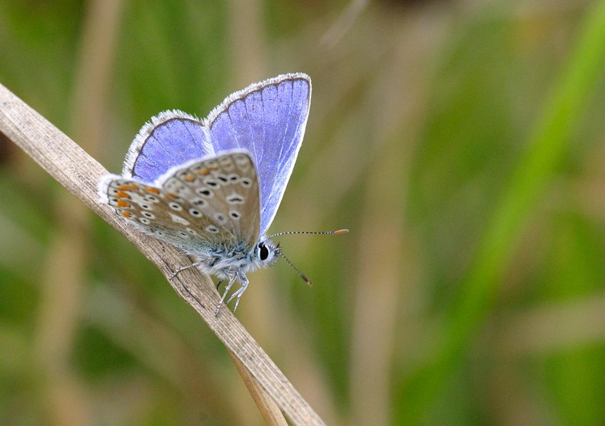Common Blue butterfly - copyright NYMNPA.
