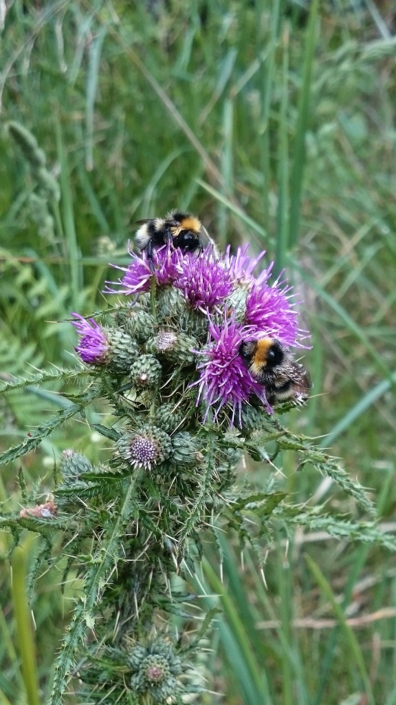 Bumble bees on a thistle - copyright NYMNPA.