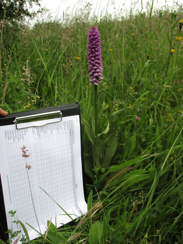 Common spotted orchid in an old limestone quarry sites - nearly twice as tall as my clipboard! Copyright Kate Bailey, NYMNPA.