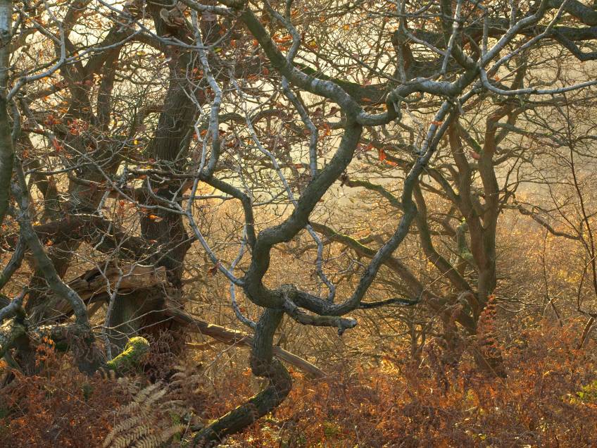 Autumn birch and oak trees - copyright NYMNPA