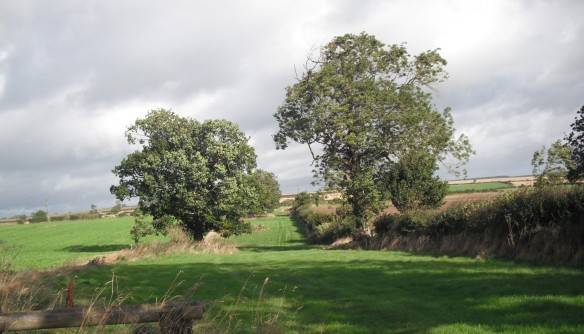 Mature hedgerow trees as a feature in the landscape - copyright John Beech, NYMNPA.