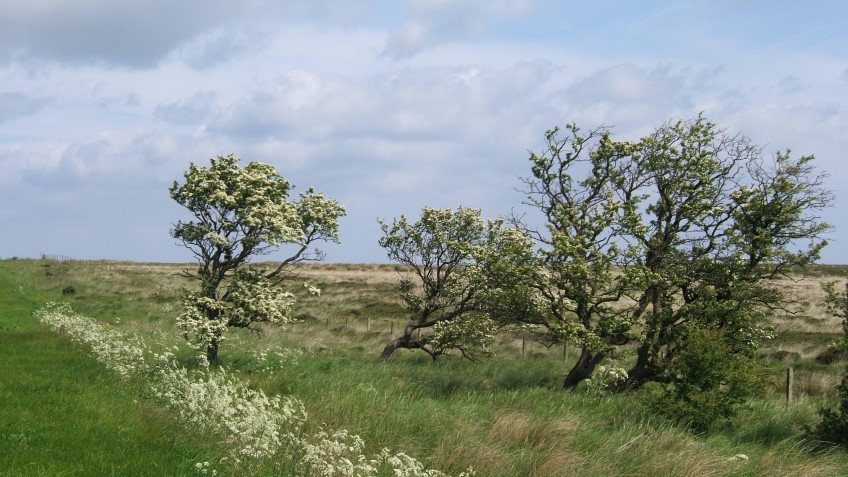 Hawthorn trees by Newton Mulgrave Moor - copyright NYMNPA