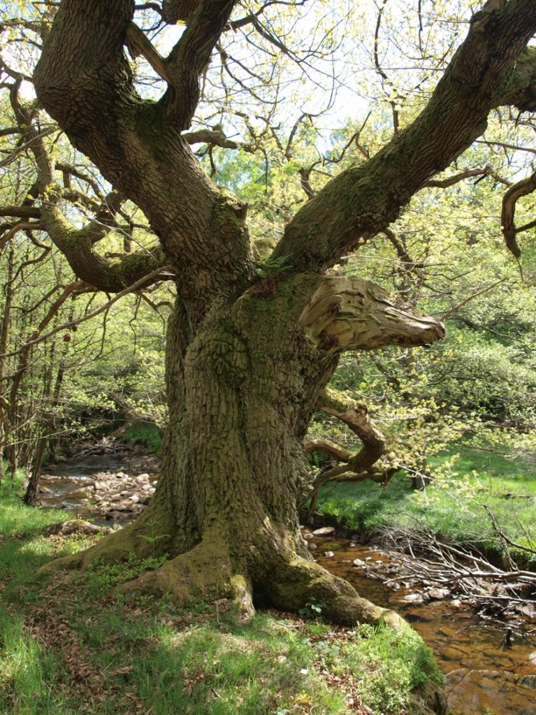 Beckside veteran tree - copyright NYMNPA