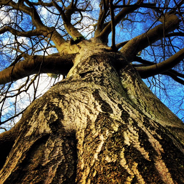 Veteran tree at Low Wood, Hawnby - copyright Alasdair Fagan, NYMNPA