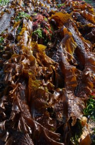 Type of seaweed? Copyright NYMNPA.