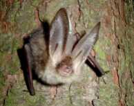 Brown long-eared bat - copyright John Altringham