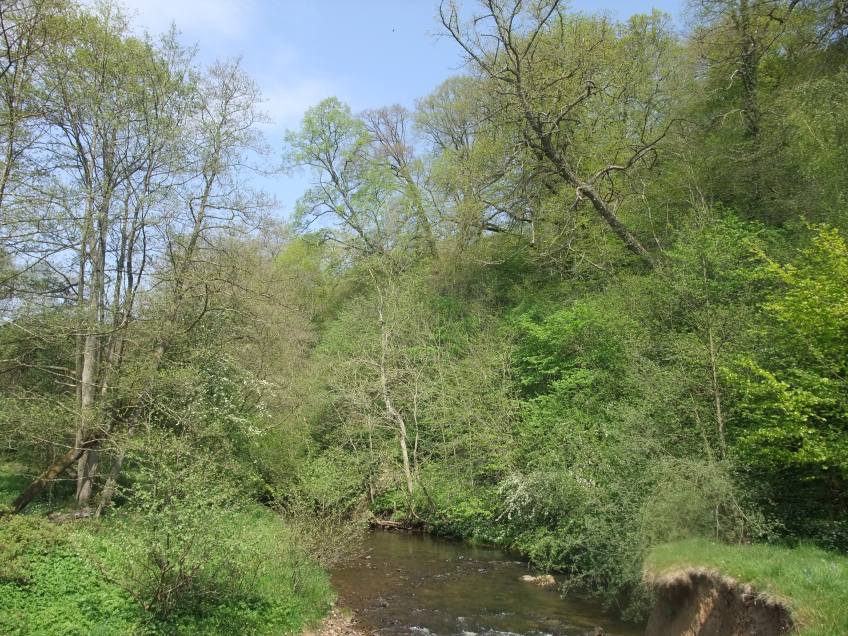River Rye - riparian woodland habitat. Copyright NYMNPA.