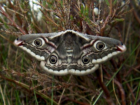 Female Emperor Moth, Newcastleton, Borders. Copyright Neil Dickson.