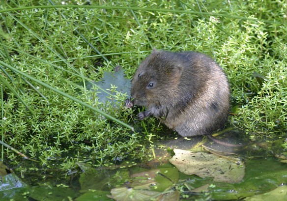 Water Vole by WildStock Images