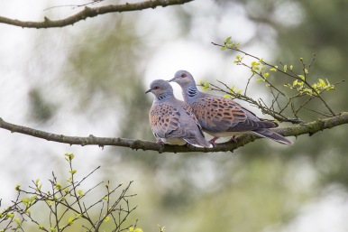 Turtle dove courtship at Sutton Bank NYMNP Visitor Centre May 2015 by Richard Bennet, North Yorkshire Turtle Dove Project