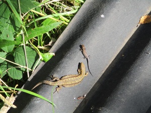 Reptile monitoring at Sutton Bank - female Common lizard with juvenile. Copyright NYMNPA.
