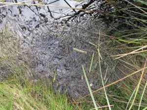 Eller Beck - Water vole latrine with cut grass. Copyright NYMNPA.