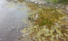 Example of algal growth because of nutrient enrichment. Copyright NYMNPA.
