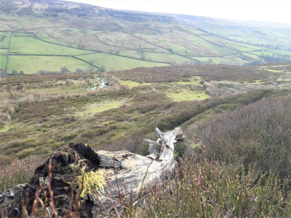Another view over Rosedale. The dead tree highlights the lack of natural regeneration around it. Copyright NYMNPA.