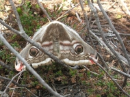 Emperor Moth, Lealholm Moor - copyright Naomi Green, NYMNPA
