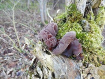 Close up of fungi, Kingthorpe - copyright Roy McGhie, NYTMNPA