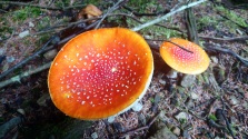 Unidentified fungi - copyright NYMNPA