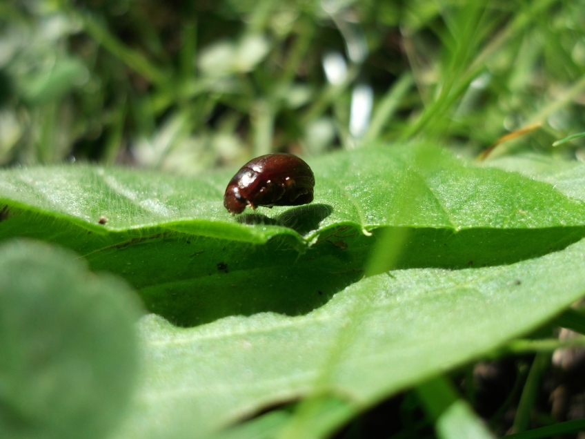 Beetle - copyright NYMNPA