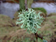 Tree lichen, in winter - copyright Ami Hudson, NYMNPA