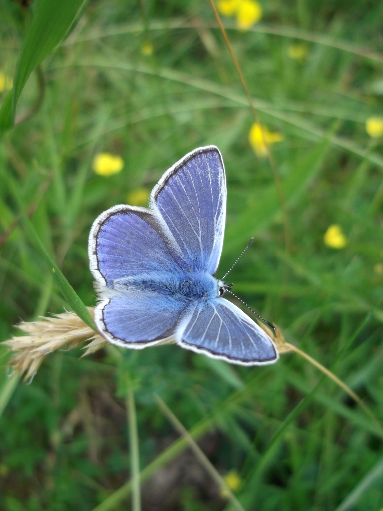 Blue butterfly, Wass Bank - copyright NYMNPA
