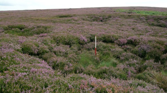 SEPA on Middle Rigg, Easington High Moor - the ranging rod is in one of the pits. Copyright NYMNPA.