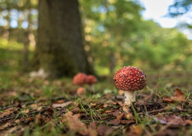 Fly agaric . Copyright Tom Mutton, NYMNPA.