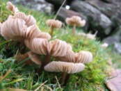 Unidentified fungi, Westerdale. Copyright Ami Hudson, NYMNPA.