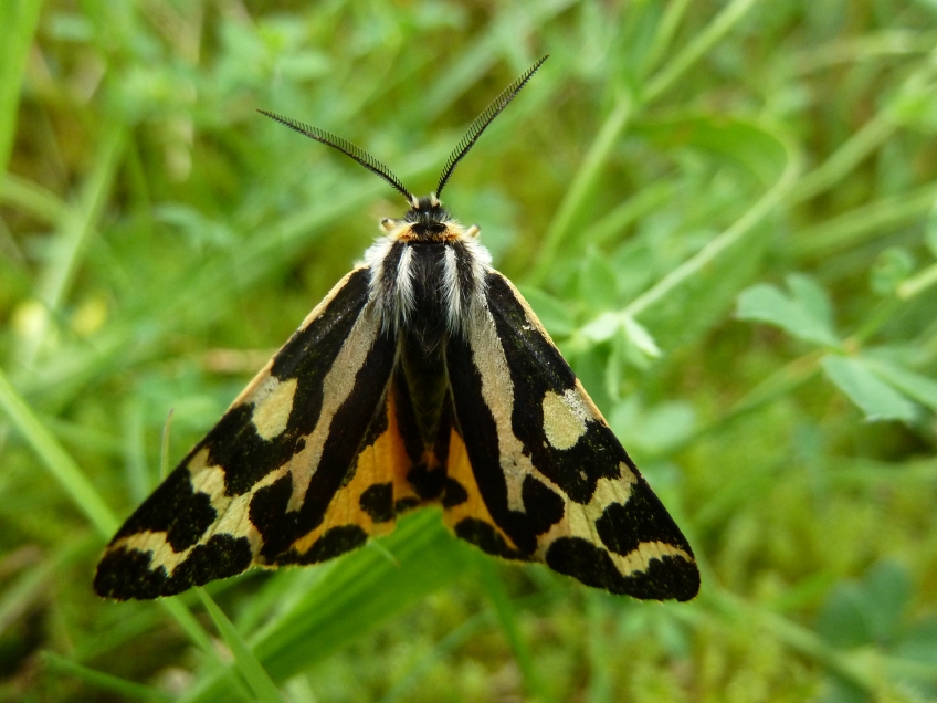 Type of moth? Copyright NYMNPA.