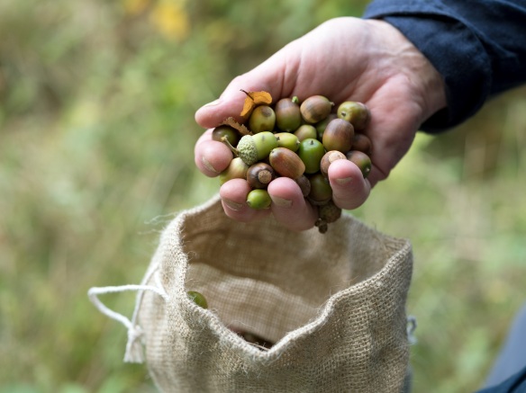 One of the many handfuls of acorns that made up the 25,000 that were collected in 2018. Photo credit – Tessa Bunney.