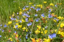 Birdfoot trefoil and Speedwell by Tammy Andrews