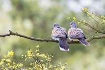 Turtle Doves by Richard Bennet