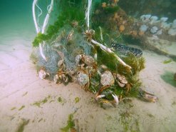 Cley, Norfolk - crabs tangled up in litter