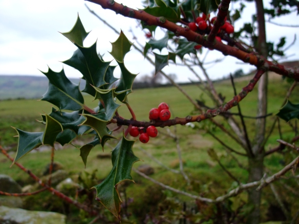 Close up of holly. Copyright Kirsty Brown, NYMNPA.