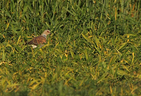 A Turtle Dove in seeded plot 24.6.20 (North Yorkshire Turtle Dove Project). Copyright A Malley.