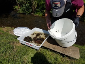 Riverfly monitoring in the Rye Catchment. Copyright Sam Lewsey, NYMNPA.