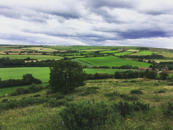 Here’s a stunning patchwork green view that could be seen when looking over towards Whitby from Borrowby while completing a grassland survey. Copyright Victoria Franklin, NYMNPA.