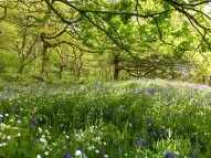 Spring flowers Nature - Bluebells and Stitchwort Newton Wood_CREDIT Tammy Andrews