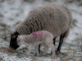 Winter sheep credit Steve Bell Photography