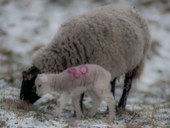 Winter sheep credit Steve Bell Photography